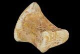 Fossil Mosasaur Metatarsal - Morocco #116863-3
